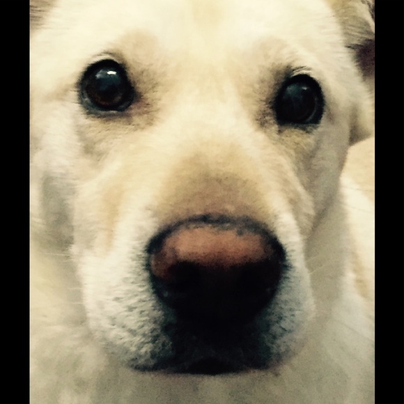 Meet your Posher, Diana - Picture 3 of 17